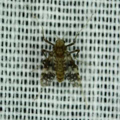 Psectrotanypus dyari