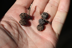 Eucalyptus baileyana