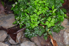 Sanicula petagnioides