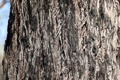 Eucalyptus baileyana