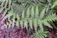 Microlepia trichocarpa