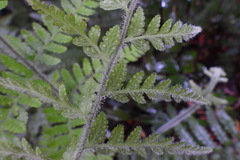 Microlepia trichocarpa