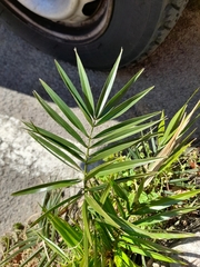 Phoenix canariensis
