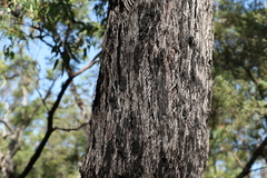 Eucalyptus baileyana