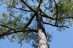 Eucalyptus baileyana