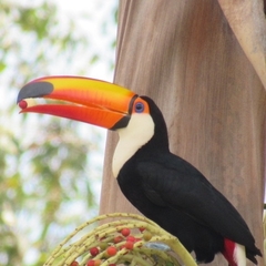 Ramphastos toco
