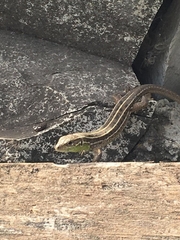 Lacerta strigata