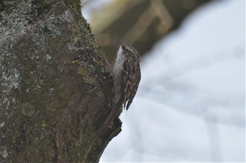Short-toed Treecreeper, Nijmegen-Midden, Nijmegen, Niederlande, photo 6 of 10
