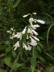 Penstemon tenuiflorus