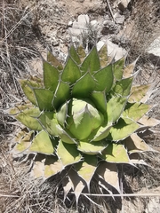 Agave horrida