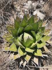 Agave horrida