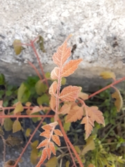 Koelreuteria paniculata