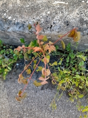 Koelreuteria paniculata
