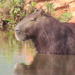 Hydrochoerus hydrochaeris