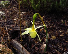 Narcissus triandrus pallidulus