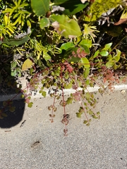 Koelreuteria paniculata