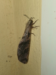 Lachlathetes moestus