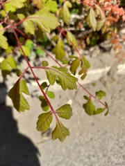 Koelreuteria paniculata