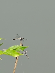 Ictinogomphus pertinax