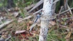 Orthetrum malgassicum