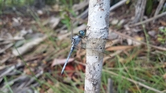 Orthetrum malgassicum