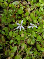 Lobelia fatiscens