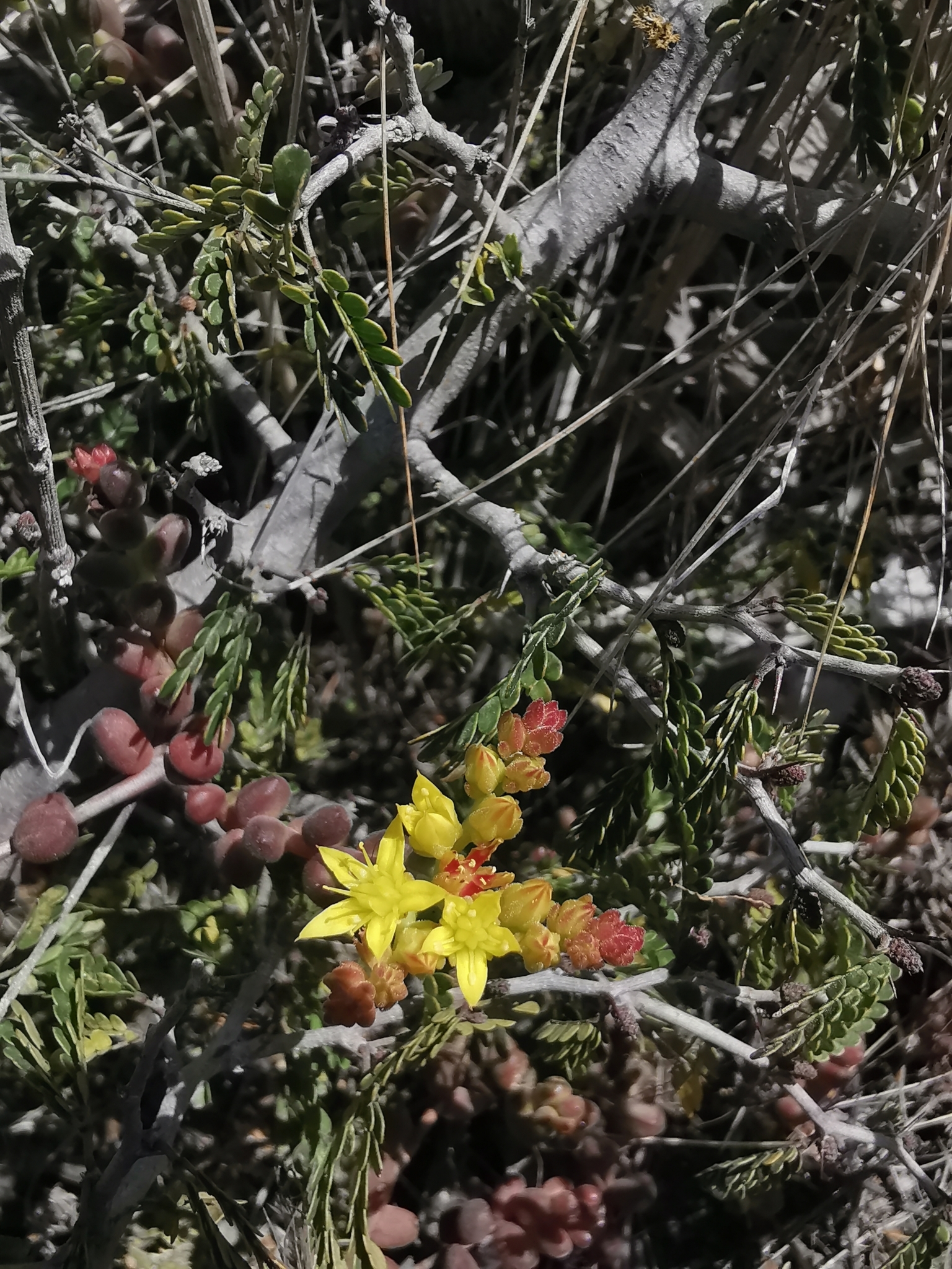 Imagem de Sedum stahlii é popularmente conhecida como "suculenta"