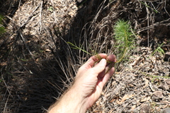 Acacia quadrilateralis
