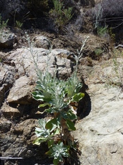 Hazardia detonsa