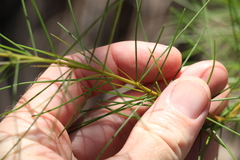 Acacia quadrilateralis