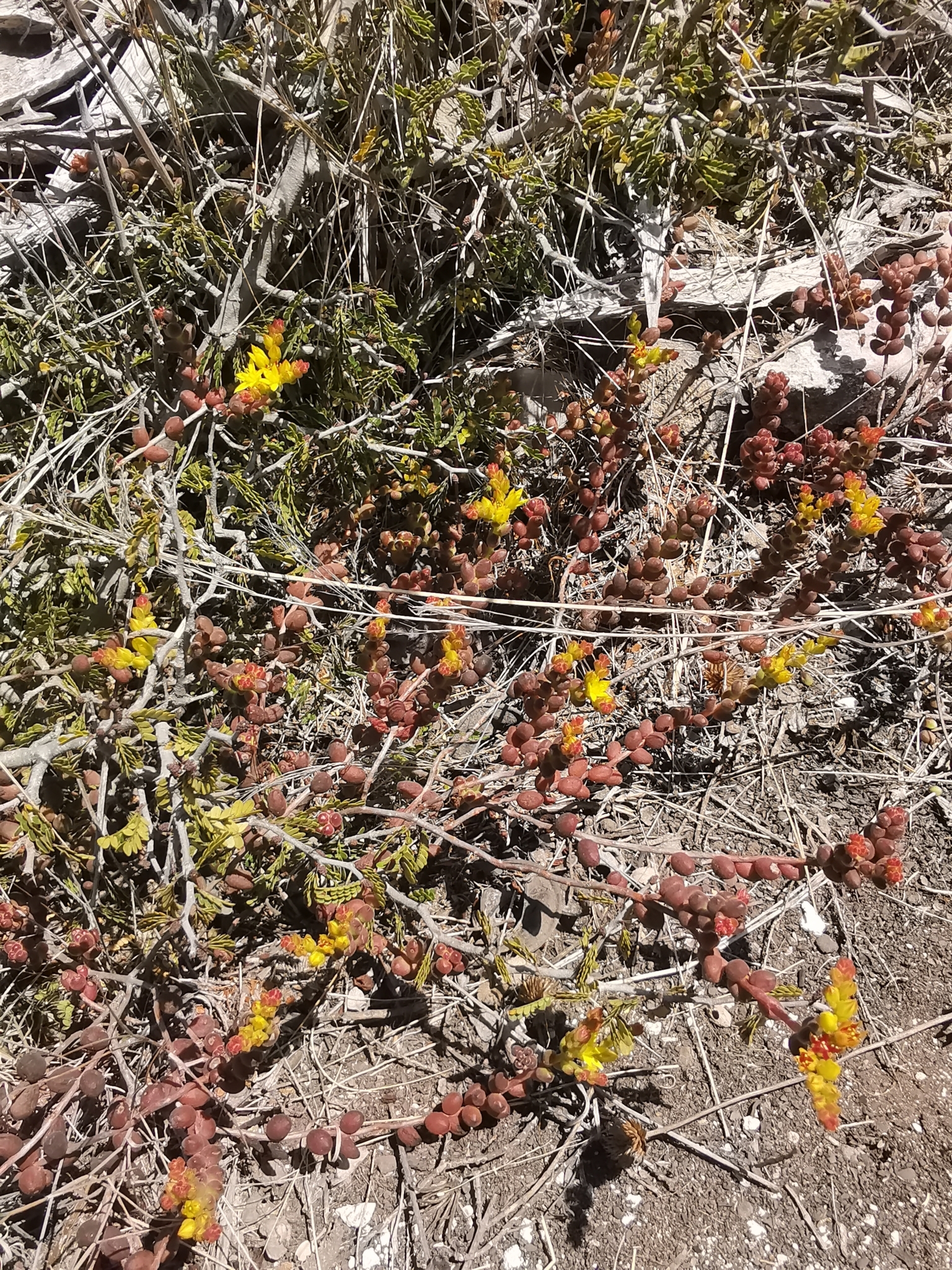 Imagem de Sedum stahlii é popularmente conhecida como "suculenta"