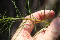 Acacia quadrilateralis