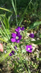 Legousia speculum-veneris