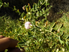 Acmispon americanus americanus