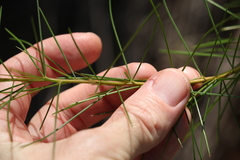 Acacia quadrilateralis