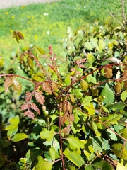 Koelreuteria paniculata