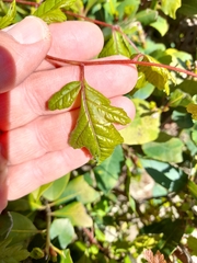 Koelreuteria paniculata