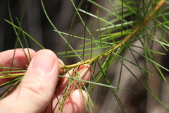 Acacia quadrilateralis