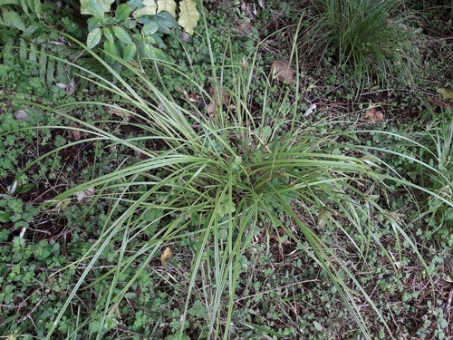 Carex forsteri (Carex forsteri)