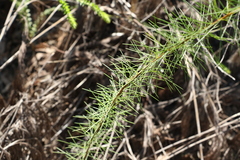 Acacia quadrilateralis