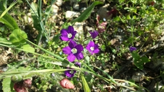 Legousia speculum-veneris