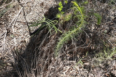 Acacia quadrilateralis