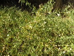 Acmispon americanus americanus