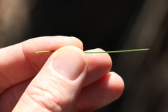 Acacia quadrilateralis