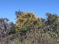 Vochysia rufa