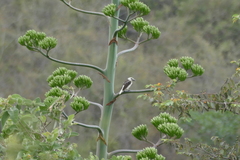 Lybius leucocephalus