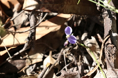 Comesperma volubile
