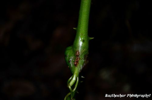 Asian Weaver Ant