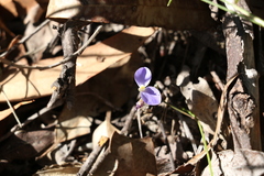 Comesperma volubile