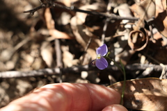 Comesperma volubile